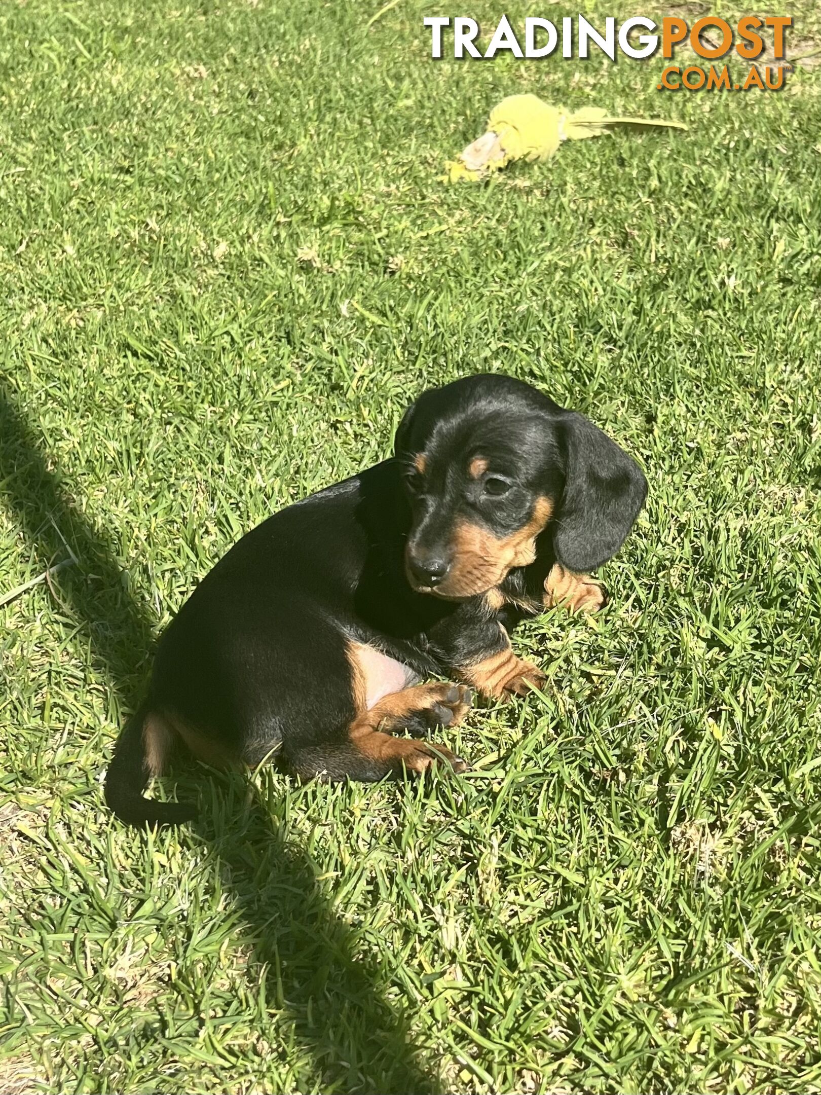 Miniature Dachshund Puppies