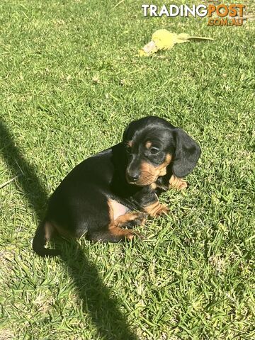 Miniature Dachshund Puppies