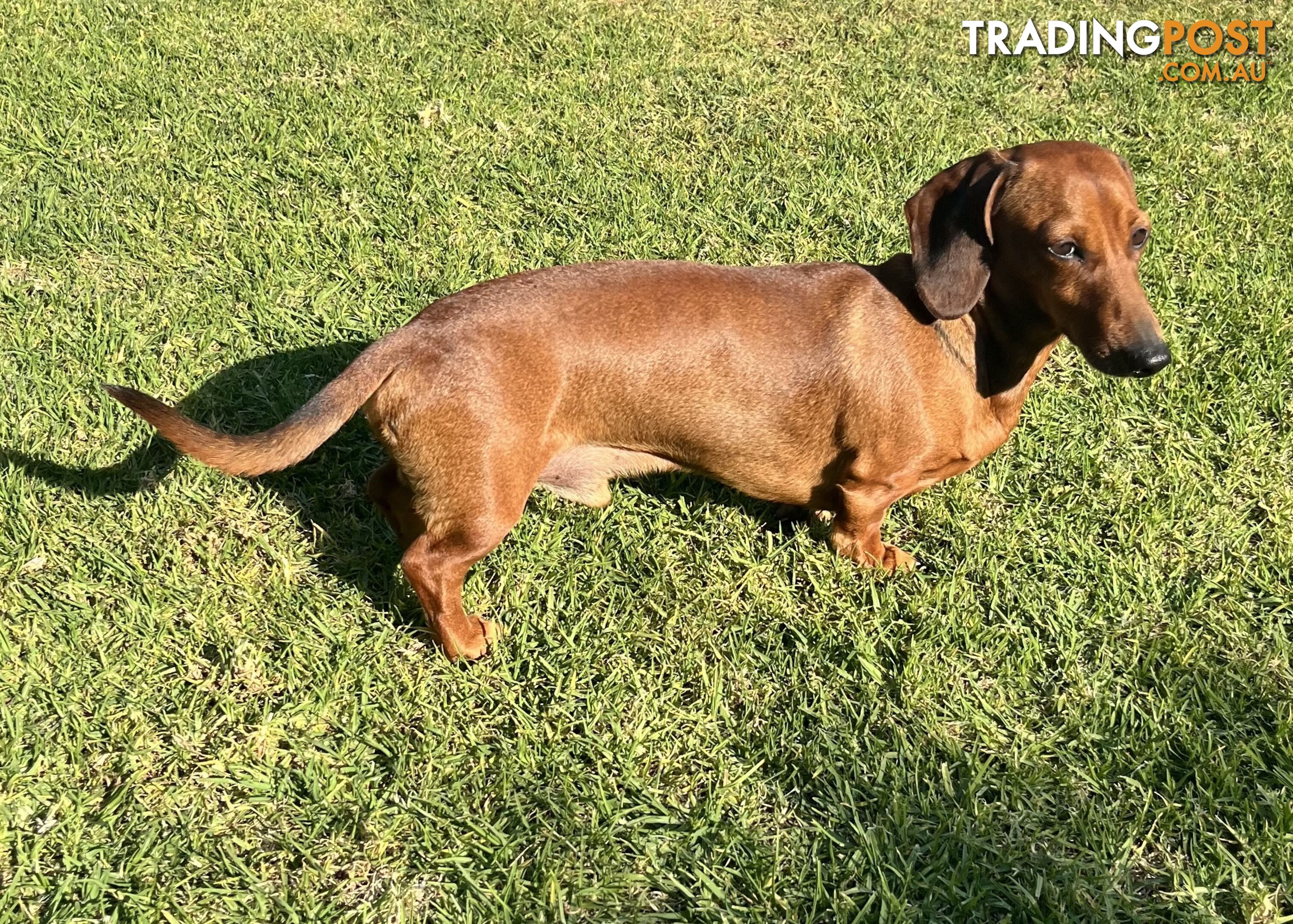 Miniature Dachshund Puppies