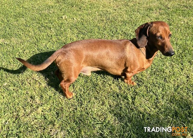 Miniature Dachshund Puppies