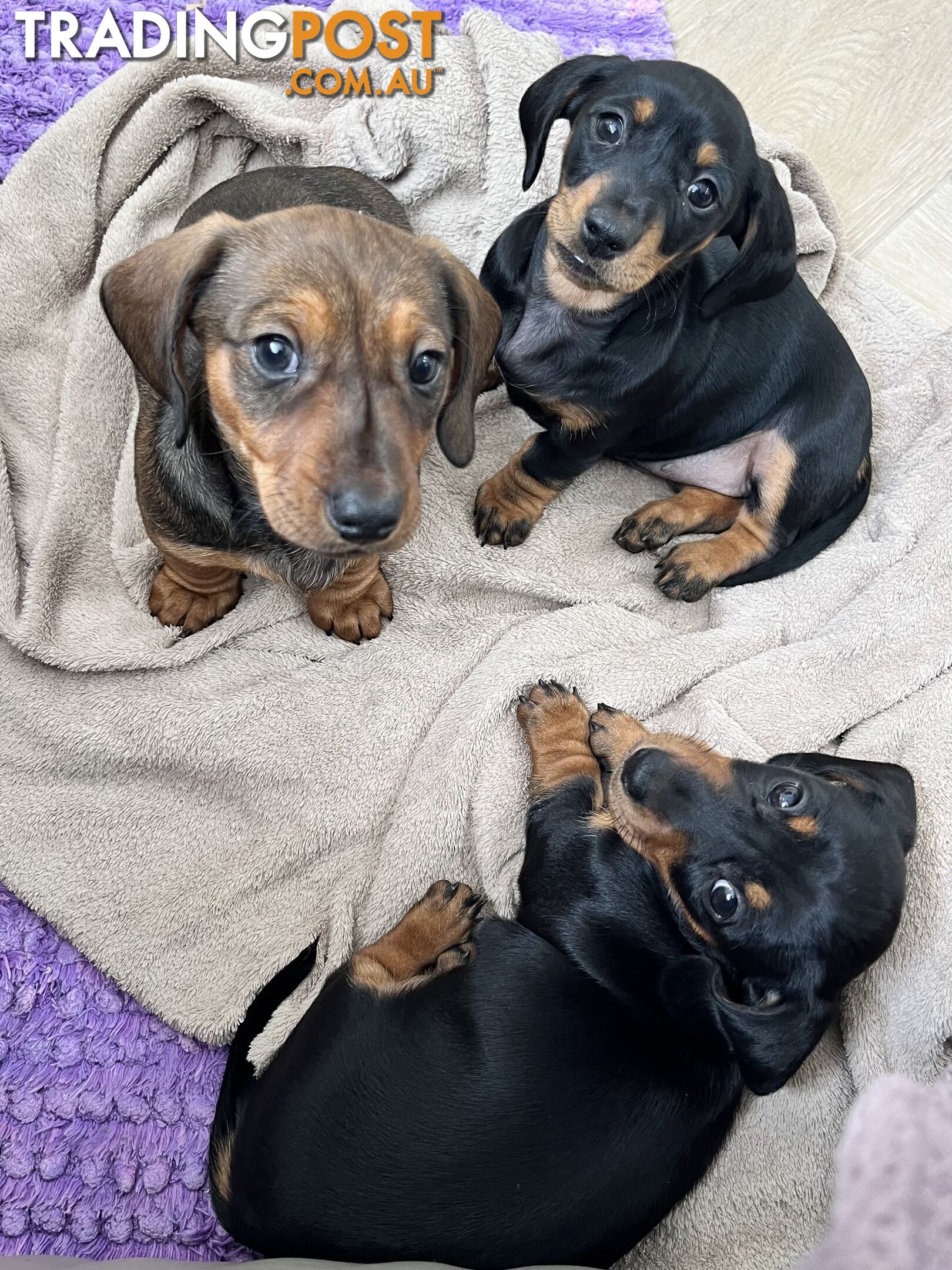 Miniature Dachshund Puppies