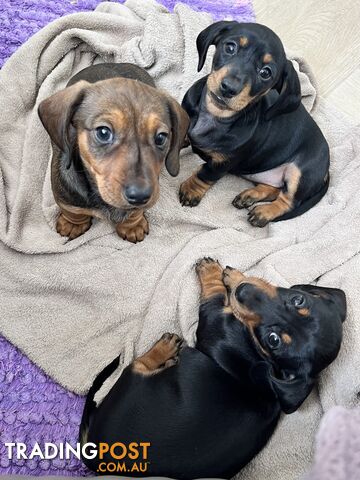 Miniature Dachshund Puppies