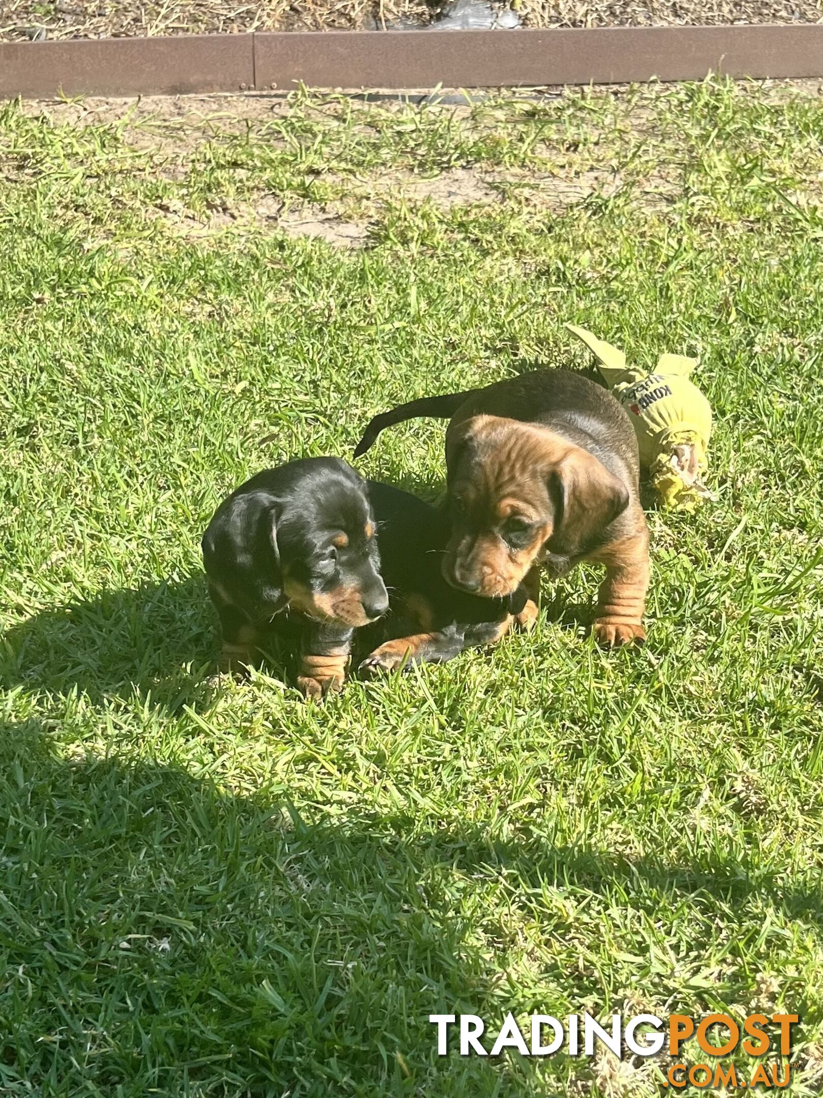 Miniature Dachshund Puppies