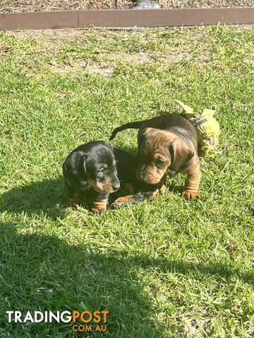 Miniature Dachshund Puppies