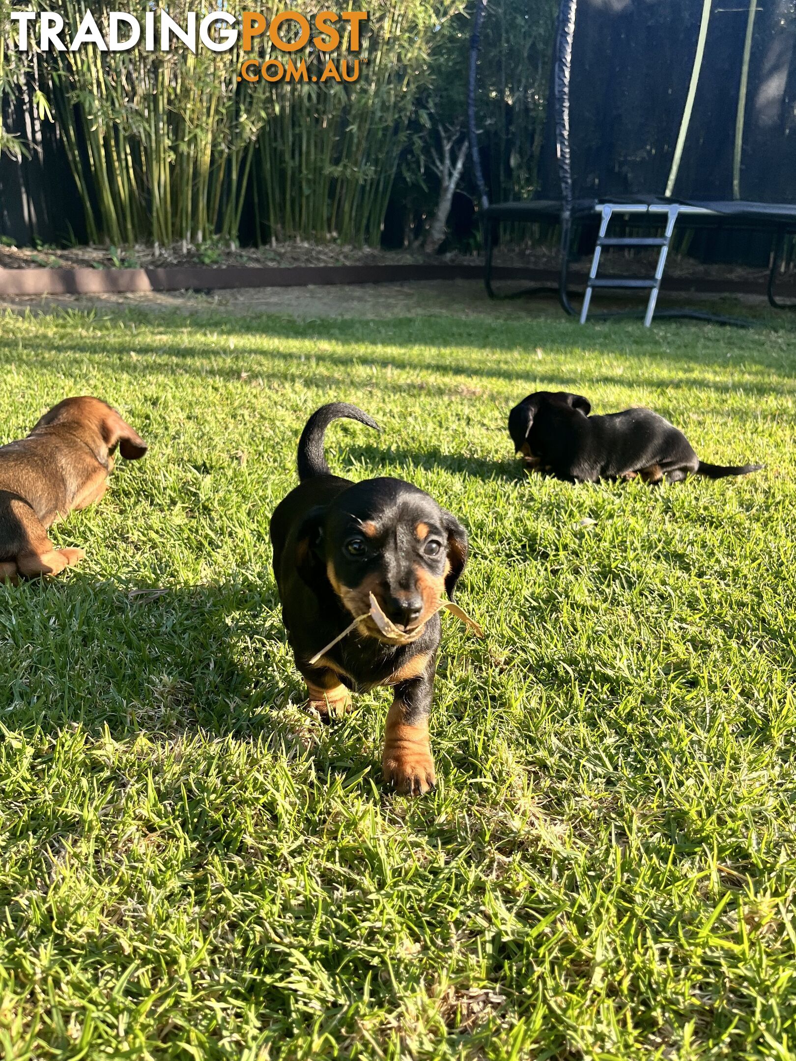 Miniature Dachshund Puppies