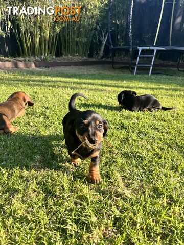 Miniature Dachshund Puppies