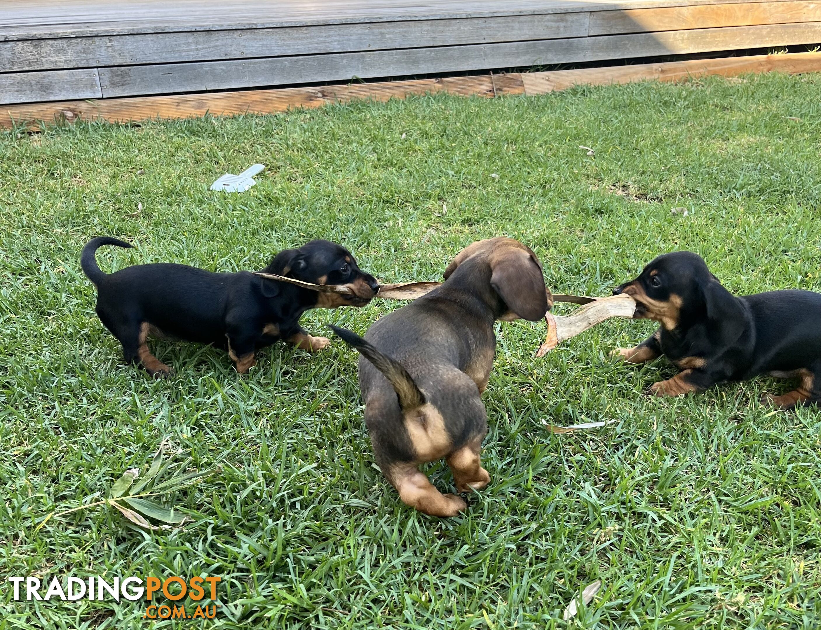 Miniature Dachshund Puppies