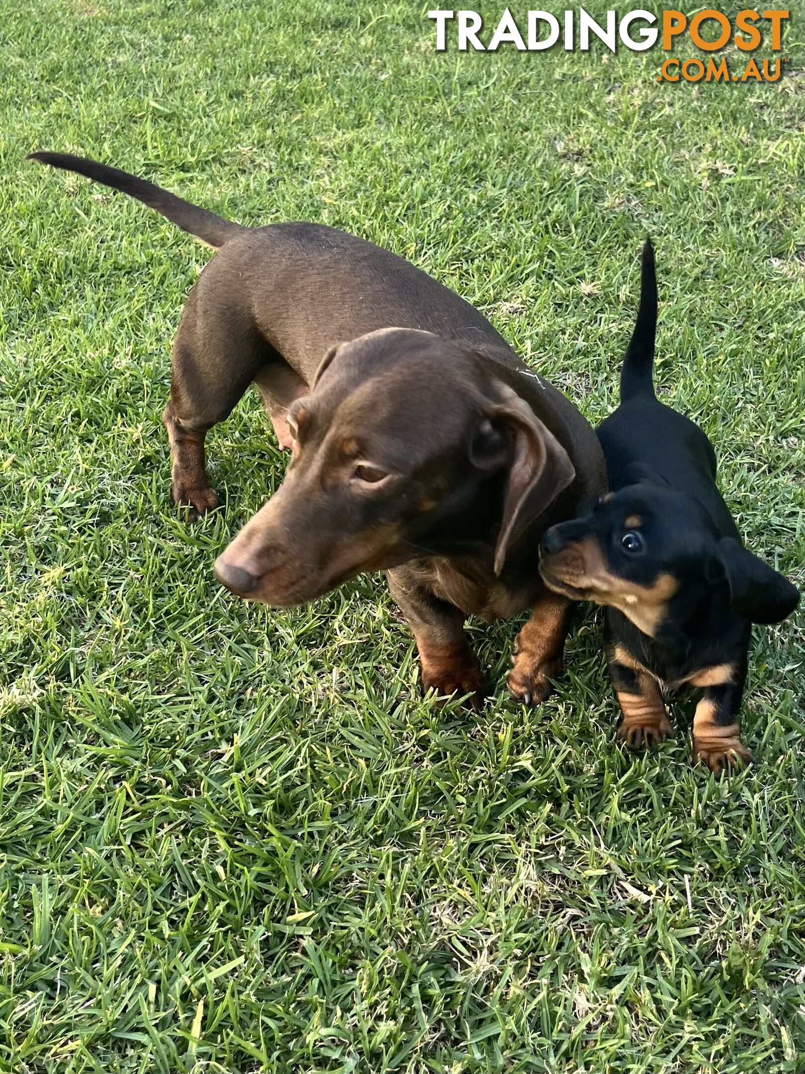 Miniature Dachshund Puppies