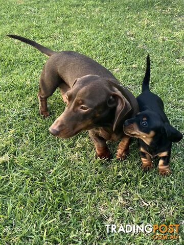 Miniature Dachshund Puppies