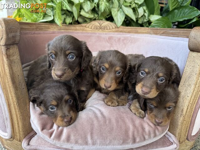 Long Hair Miniature Dachshunds