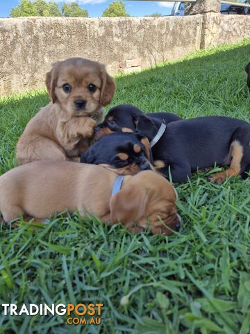 Foxy x cavalier king Charles