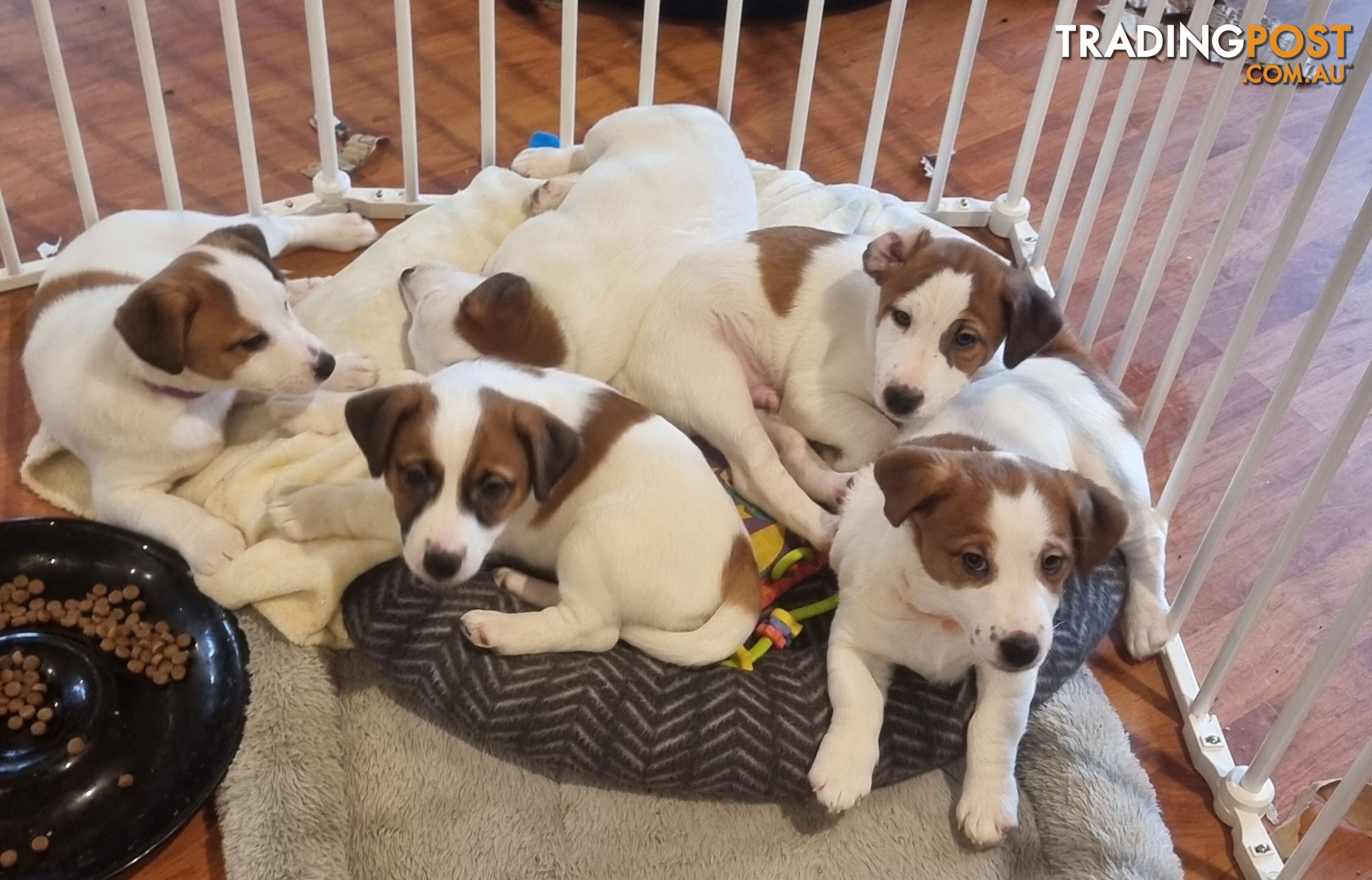 Pedigree Jack Russell Terriors