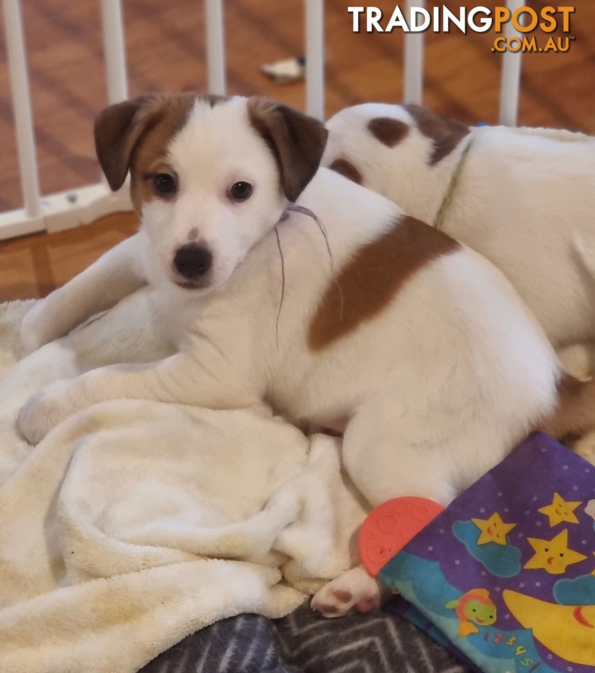 Pedigree Jack Russell Terriors