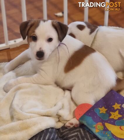 Pedigree Jack Russell Terriors