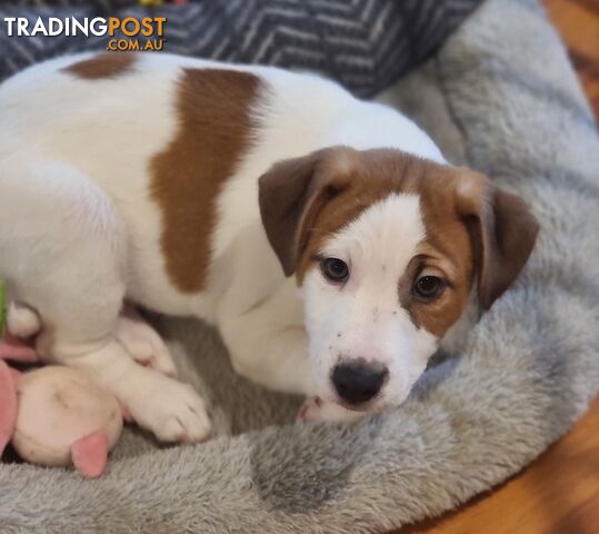 Pedigree Jack Russell Terriors