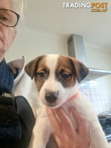 Pedigree Jack Russell Terriors