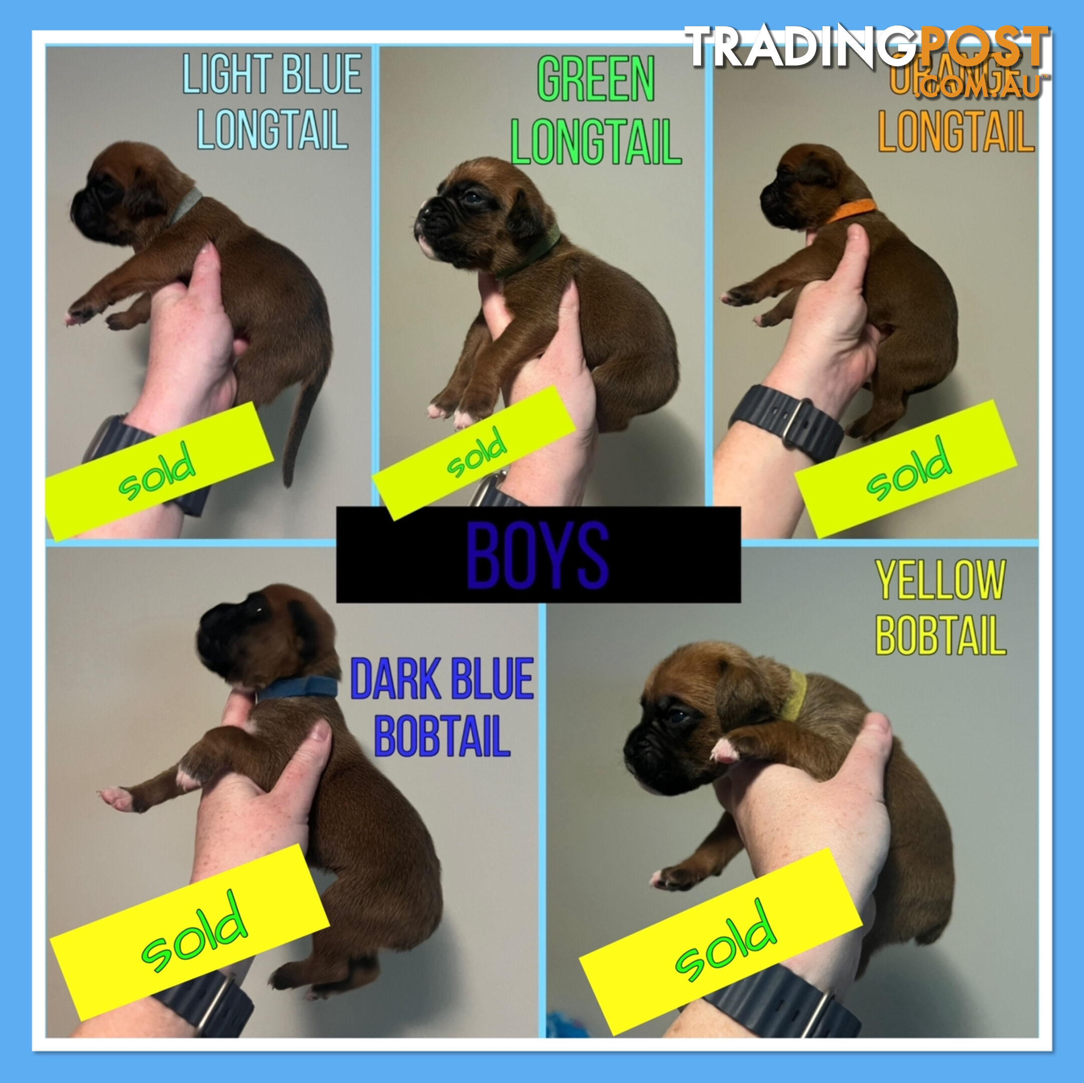 Purebred Boxer puppies