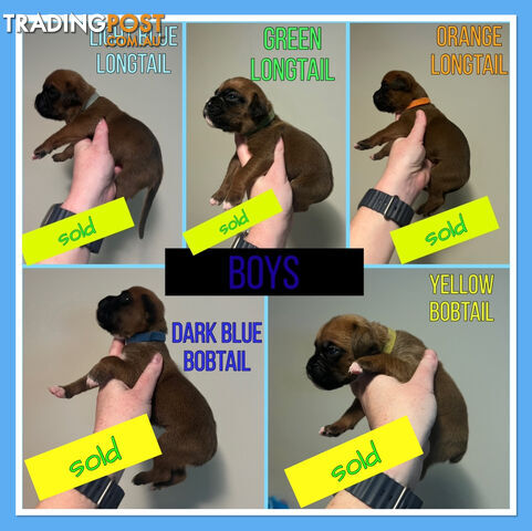 Purebred Boxer puppies