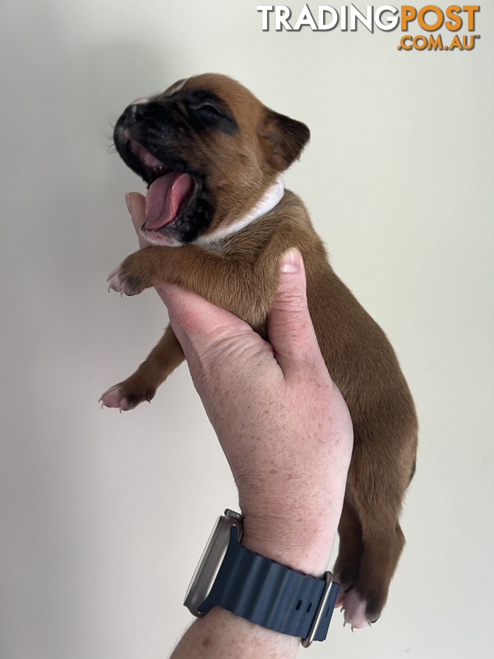 Purebred Boxer puppies