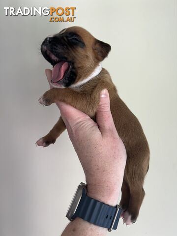 Purebred Boxer puppies