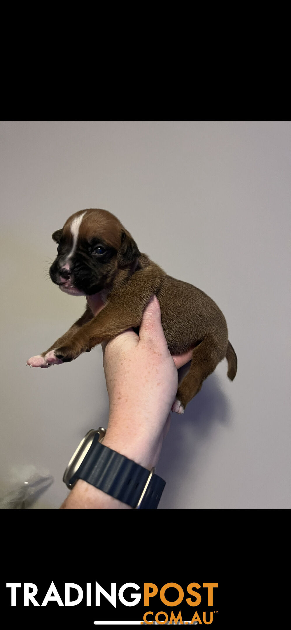 Purebred Boxer puppies