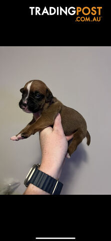 Purebred Boxer puppies