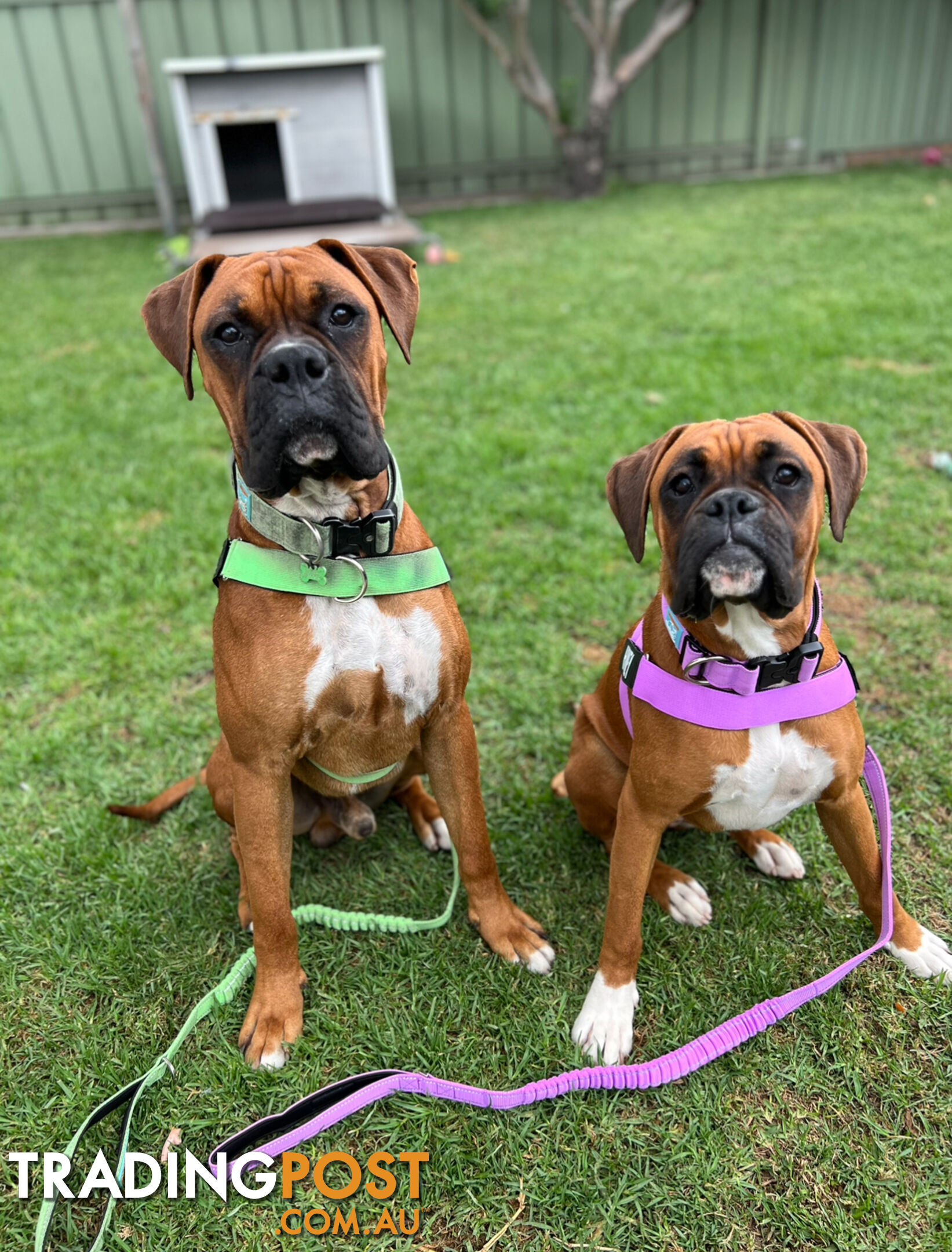 Purebred Boxer puppies