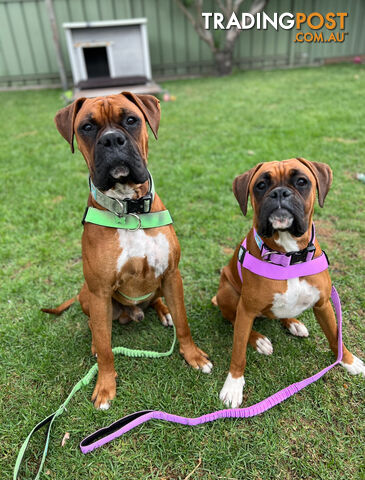 Purebred Boxer puppies