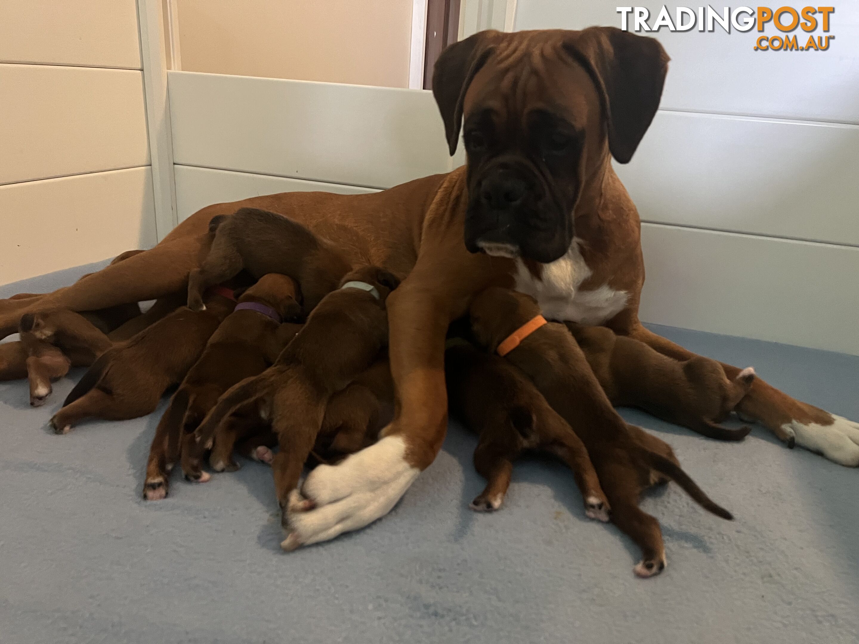 Purebred Boxer puppies