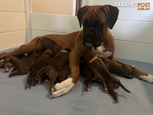 Purebred Boxer puppies