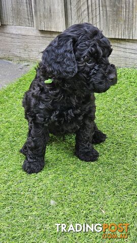 Cavoodle puppies