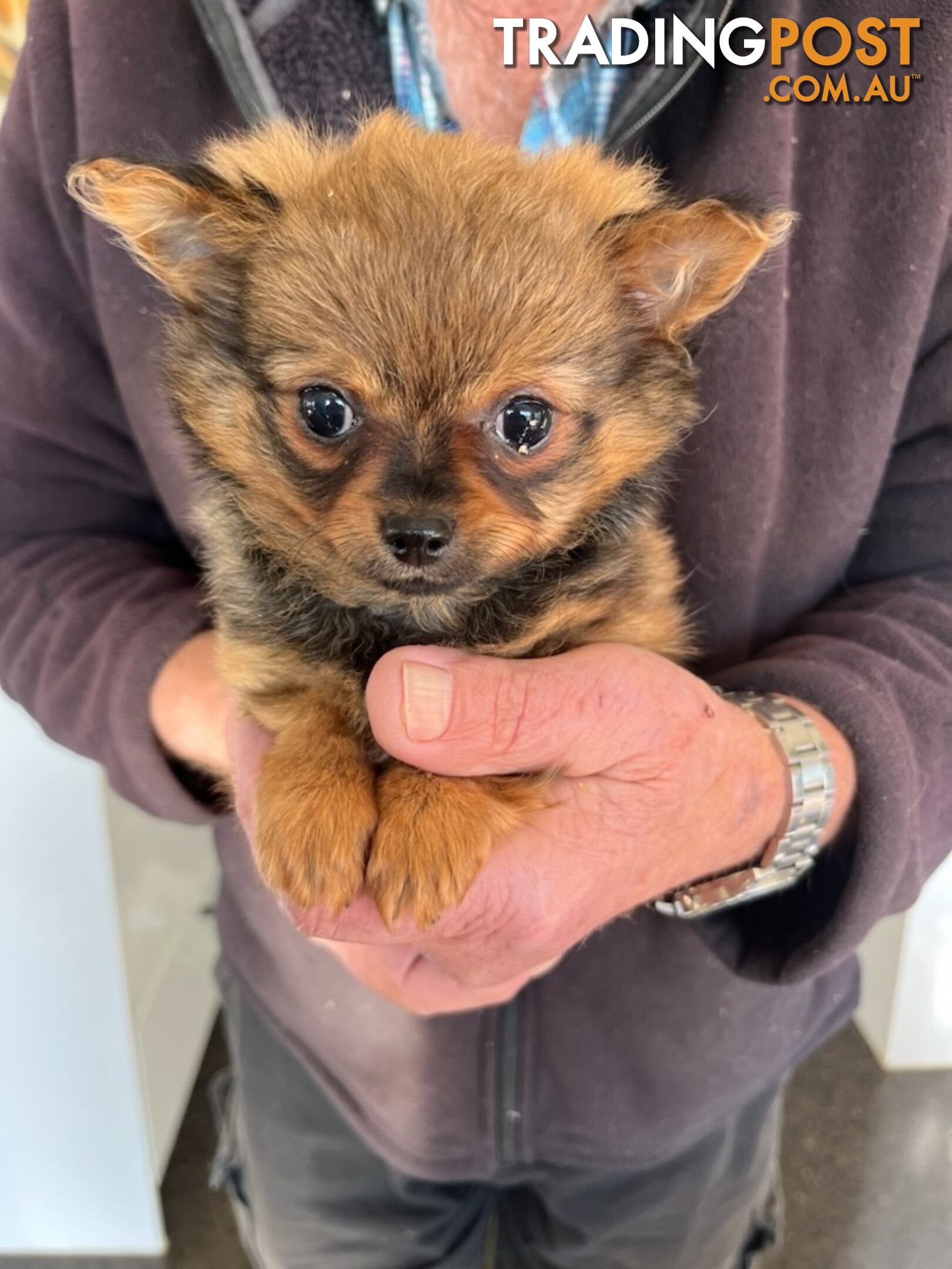 Pomeranian x Chihuahua Puppies