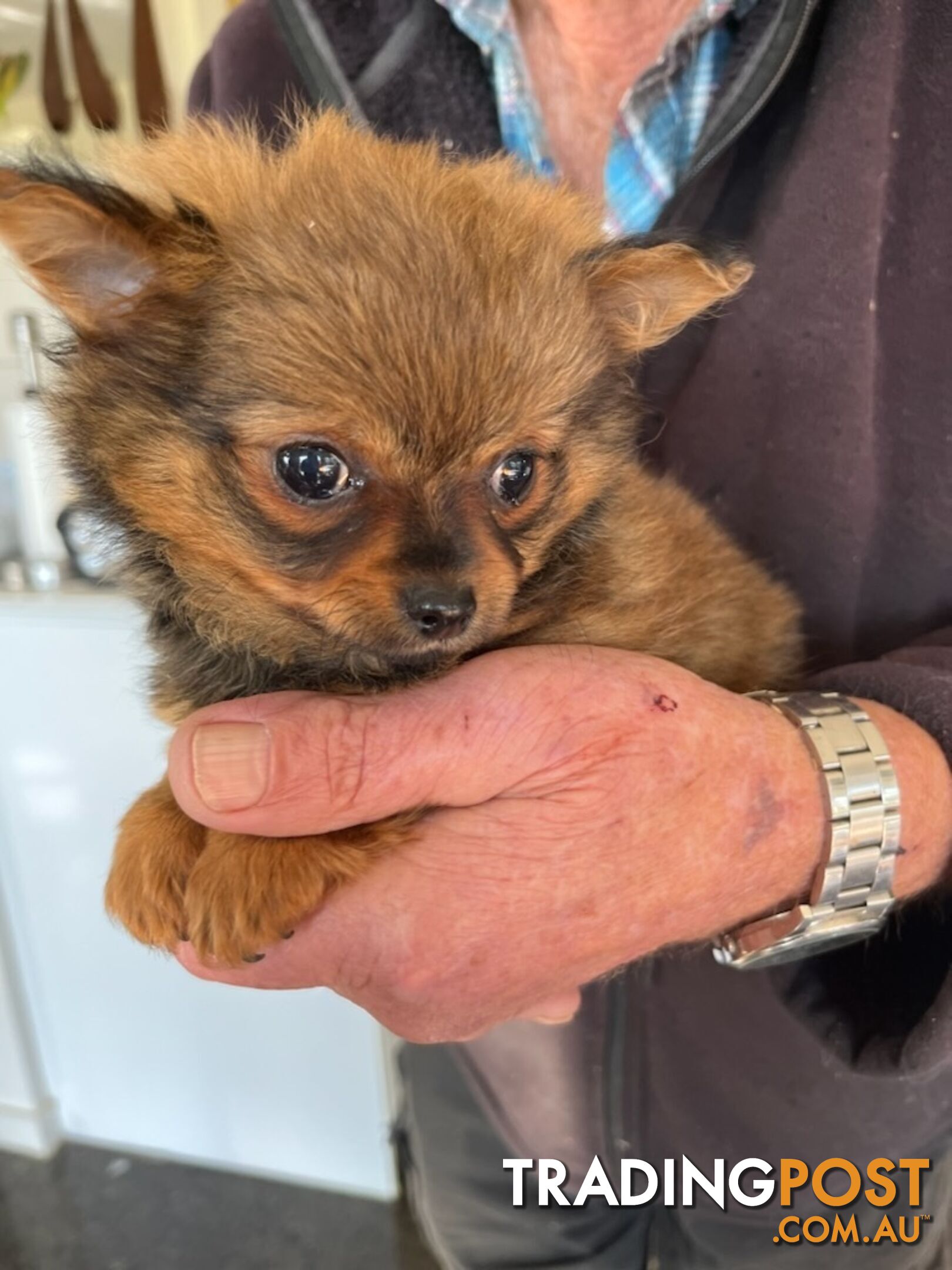 Pomeranian x Chihuahua Puppies