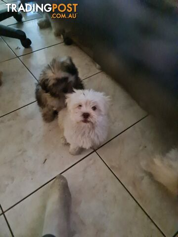 Maltese X Shih Tzu x Pomeranian puppies for sale