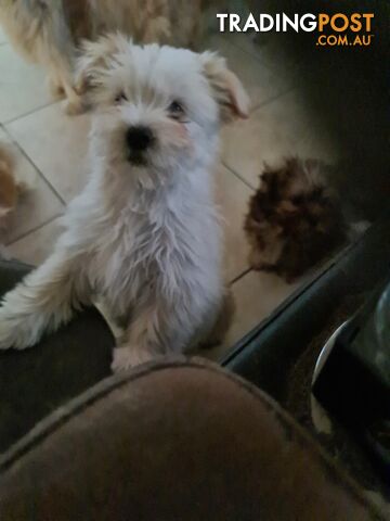 Maltese X Shih Tzu x Pomeranian puppies for sale