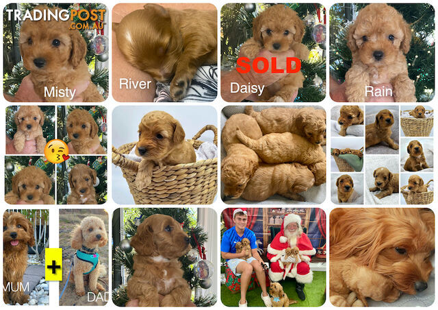 F1B Toy Cavoodles - Sooo Precious (ONLY 1x Girl & 2x Boys left now)