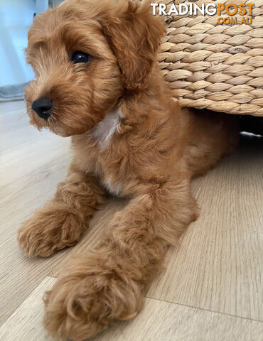 F1B Toy Cavoodle - ONE precious little boy left now