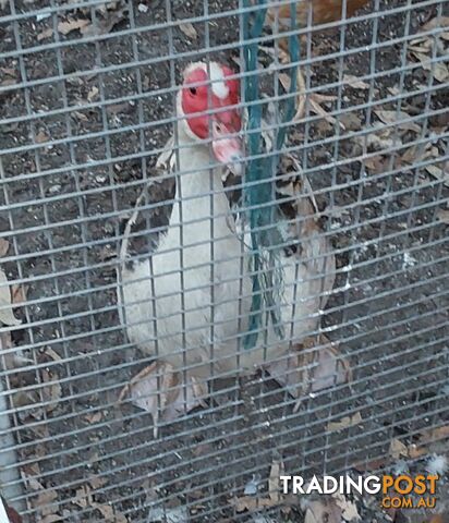 Ducklings, Adult Drake, Adult Duck, Muscovy available