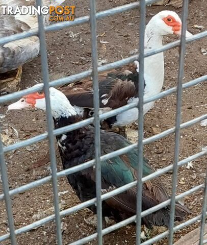 Ducklings, Adult Drake, Adult Duck, Muscovy available