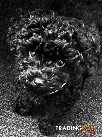 Wanted: Black Toy poodle female