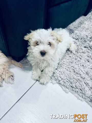 Beautiful puppies for sale