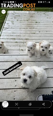 Beautiful puppies for sale