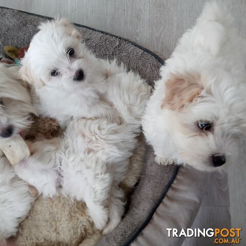 Beautiful puppies for sale