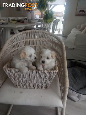 Beautiful puppies for sale