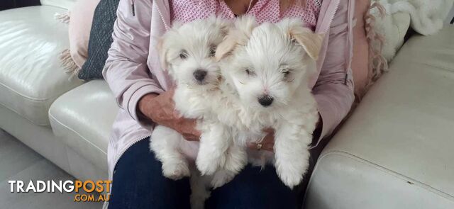 Beautiful puppies for sale