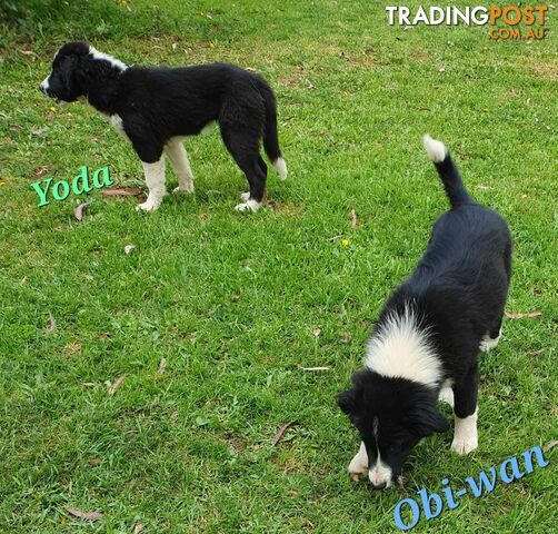 PUREBRED BORDER COLLIE PUPS