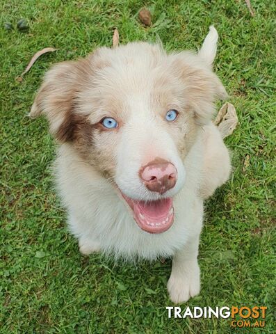 PUREBRED BORDER COLLIE PUPS