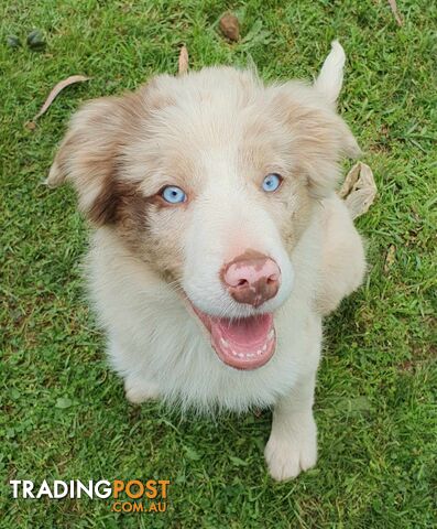 PUREBRED BORDER COLLIE PUPPIES