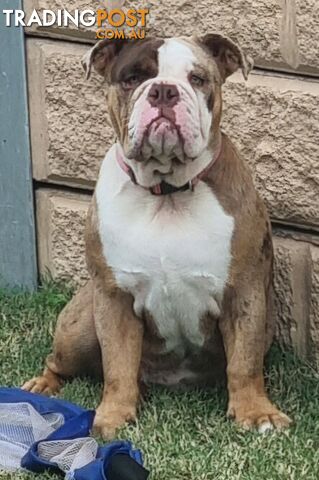 BEAUTIFUL BRITISH BULLDOG