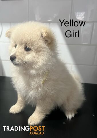 Miniature Pomeranian